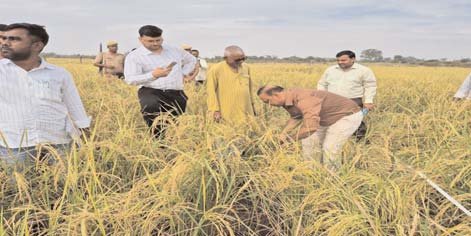 जिलाधिकारी की मौजूदगी में हुई क्रॉप कटिंग, धान की उपज का किया आकलन