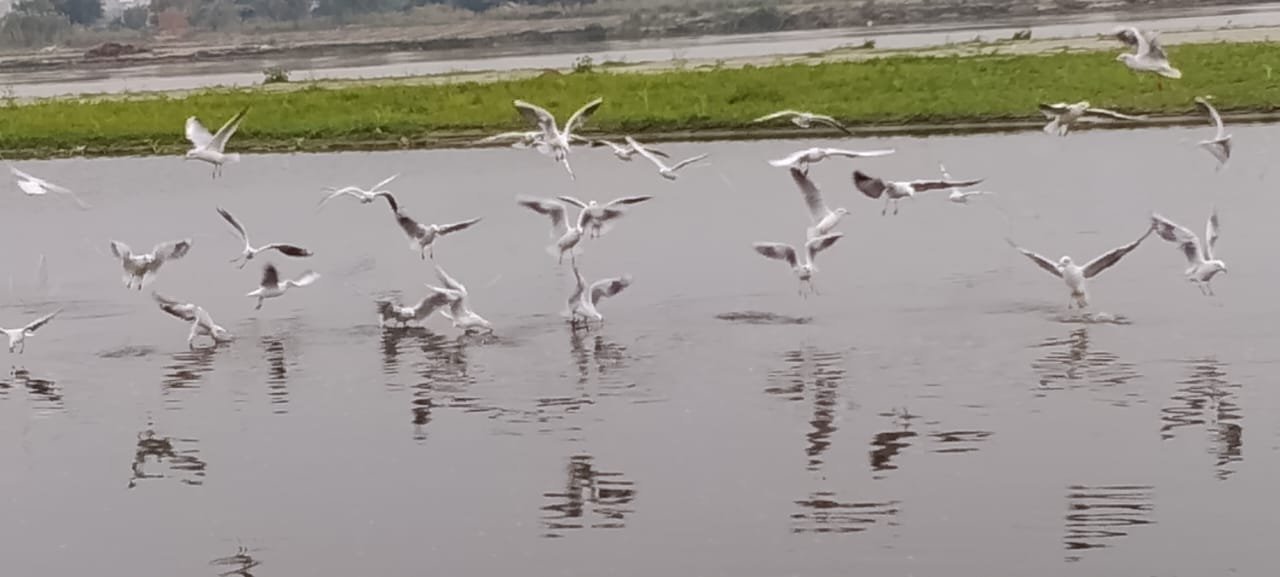 वृंदावन के परिक्रमा मार्ग, यमुना घाट और चुगल घाट के सुंदर दृश्य, जहाँ विदेशी सैलानियों के साथ साइबेरियन पक्षी झुंड में उड़ते हुए दिखाई दे रहे