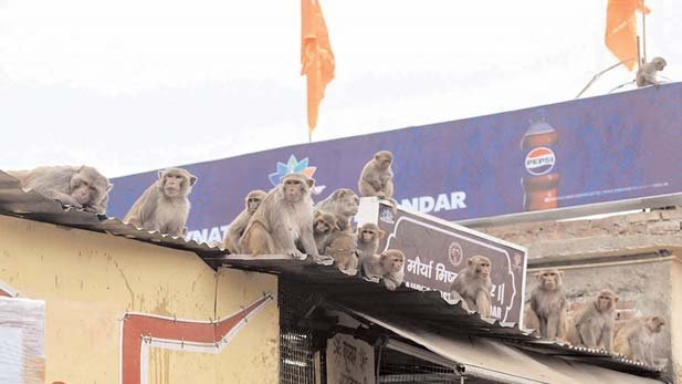 धार्मिक स्थलों को क्यों नहीं मिलती बंदरों से मुक्ति — अशोक मधुप